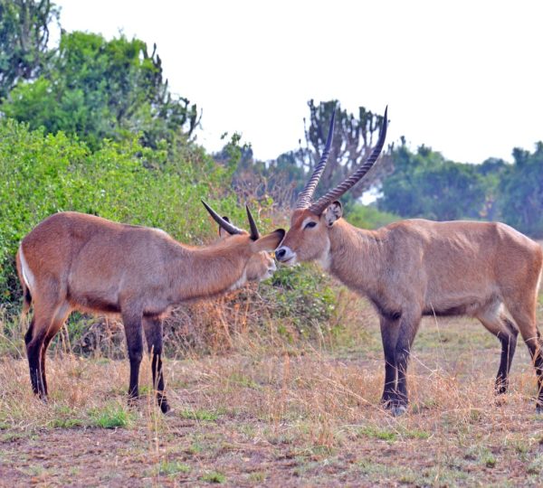 Queen Elizabeth National Park