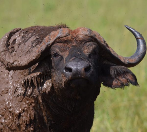 Queen Elizabeth National Park