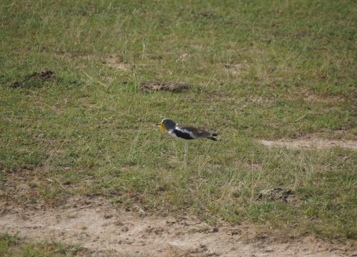 3 Day Tarangire Np, Ngorongoro Crater & Lake Manyara Safari