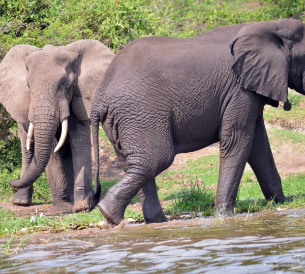 Queen Elizabeth National Park