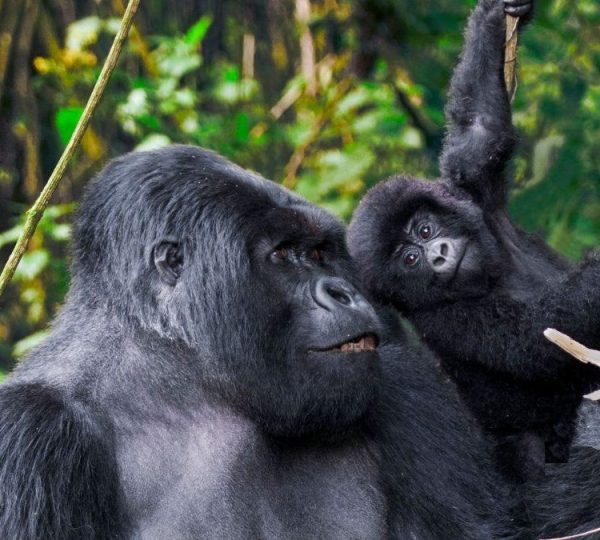 Queen Elizabeth National Park