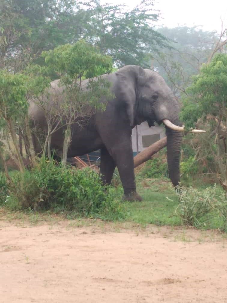4 Days Queen Elizabeth National Park (Qenp) Itinerary