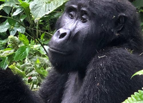 Bwindi Impenetrable National Park