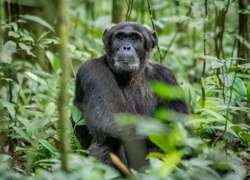 Kibale Forest National Park