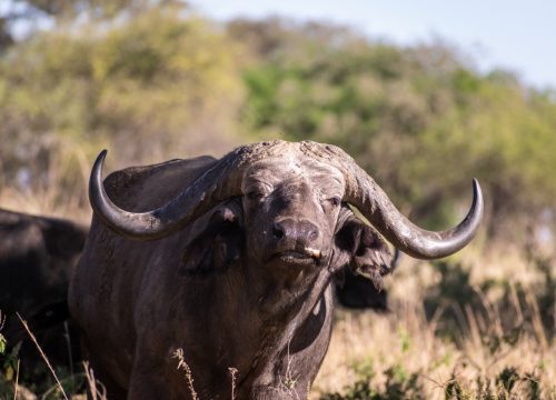 Kidepo Valley National Park