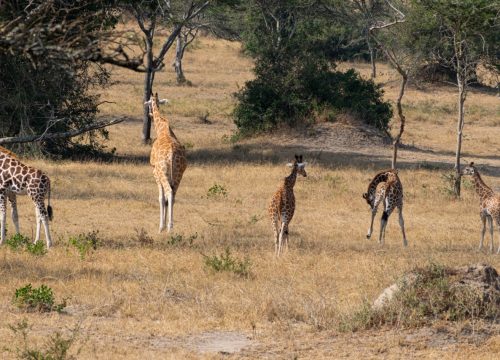 Lake Mburo National Park