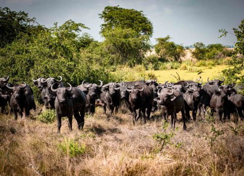 Queen Elizabeth National Park