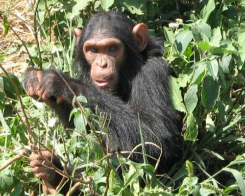 3-Days-Nyungwe-Chimpanzee-Trekking-Safari